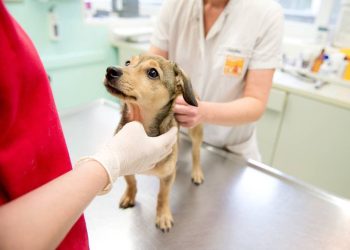 España reconoce legalmente a las mascotas como miembros de la familia