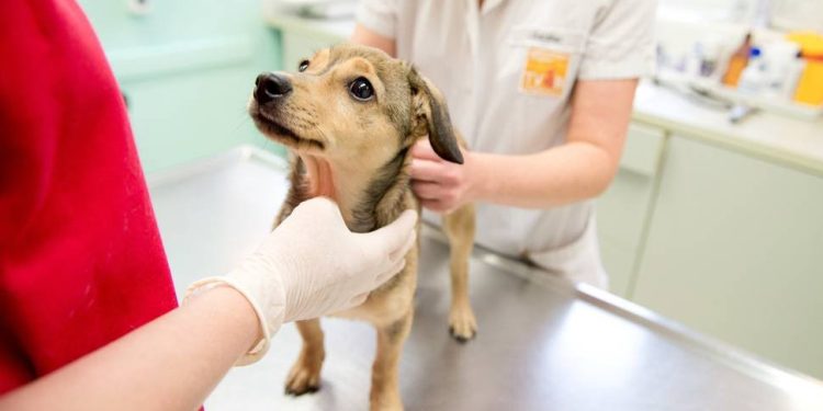 España reconoce legalmente a las mascotas como miembros de la familia