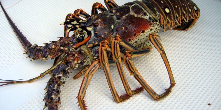 Desde hoy inicia veda que prohíbe captura y comercialización de langostas y cangrejos