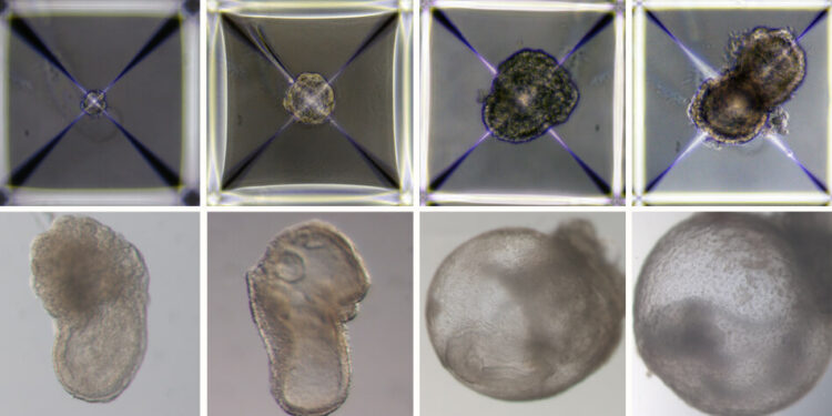 El primer «embrión sintético» del mundo: por qué esta investigación es más importante de lo que crees