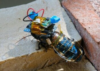 Las cucarachas cyborg son reales y vienen a rescatarte (algún día)