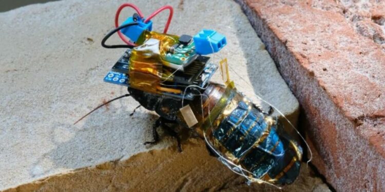 Las cucarachas cyborg son reales y vienen a rescatarte (algún día)