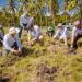 ETED DESARROLLA JORNADA DE REFORESTACIÓN, FOMENTA   RECUPERACIÓN DE MANGLARES Y ECOSISTEMAS
