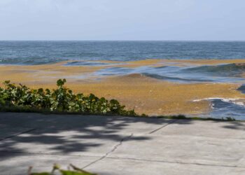 Sargazos es visible en malecón 