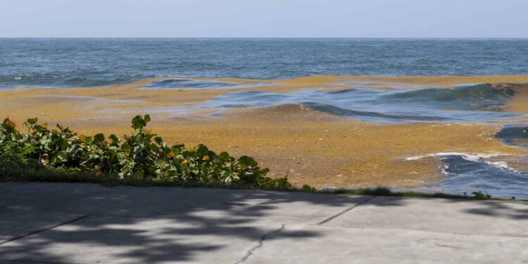 Sargazos es visible en malecón 