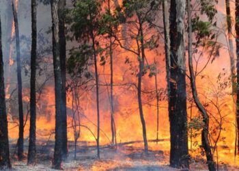 Los incendios forestales, una preocupación para nuestros bosques.