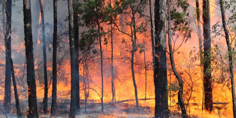 Los incendios forestales, una preocupación para nuestros bosques.