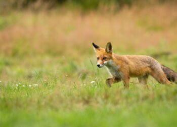UN ZORRO QUE DEFIENDA AL PUEBLO