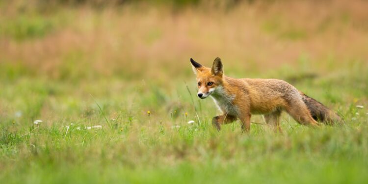 UN ZORRO QUE DEFIENDA AL PUEBLO
