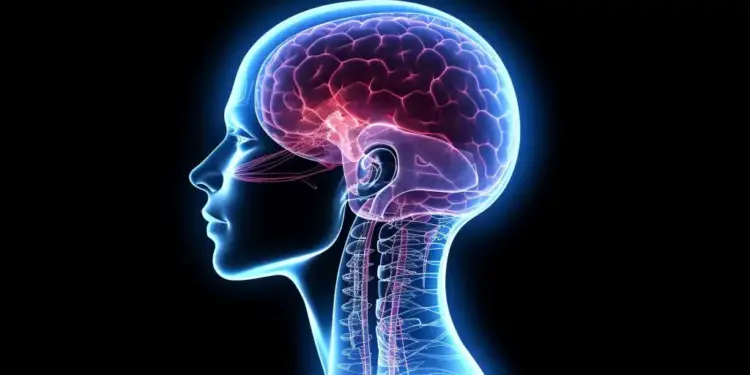 Se revela el primer mapa completo del cerebro humano