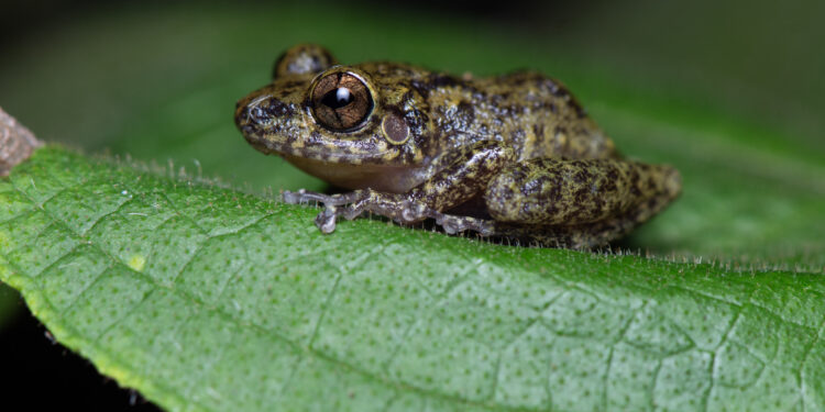 Barrick Pueblo Viejo reafirma su compromiso con la biodiversidad y la minería responsable