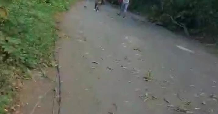 Edeeste informa interrupción del servicio eléctrico en Peralvillo se debe a corte de árboles por protesta de asfaltado