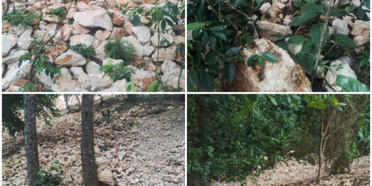 Productores agrícolas de Polo anuncian demanda contra constructora COGUSA, el BID y Obras Públicas por daños a sus propiedades
