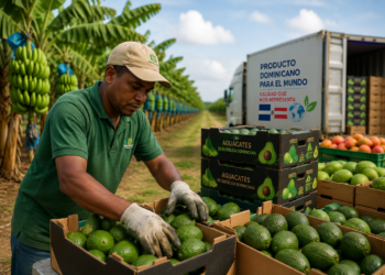Productores dominicanos impulsan exportaciones agrícolas y alcanzan nuevos mercados internacionales