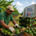 Productores dominicanos impulsan exportaciones agrícolas y alcanzan nuevos mercados internacionales