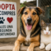Aumenta el interés por adoptar mascotas en República Dominicana