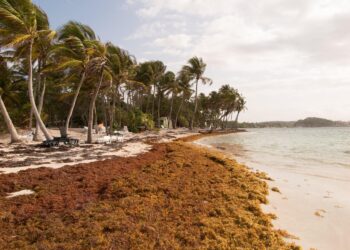 Científicos monitorean una intensa temporada de sargazo en el Caribe
