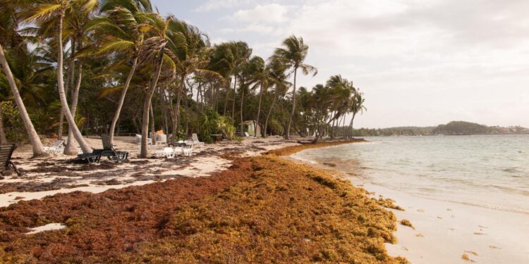 Científicos monitorean una intensa temporada de sargazo en el Caribe
