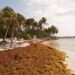 Científicos monitorean una intensa temporada de sargazo en el Caribe